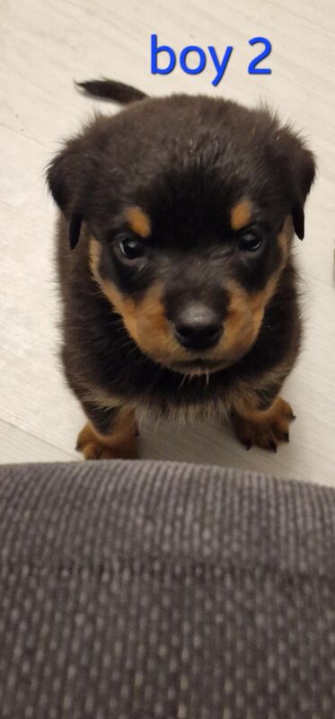 Rottweiler puppies for sale in Wallsend, Tyne and Wear – 9 months old - Image 8 of 15
