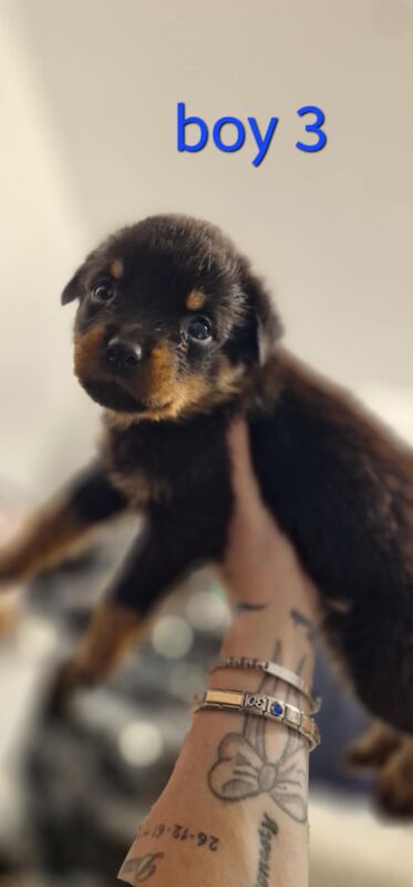 Rottweiler puppies for sale in Wallsend, Tyne and Wear – 9 months old - Image 9 of 15