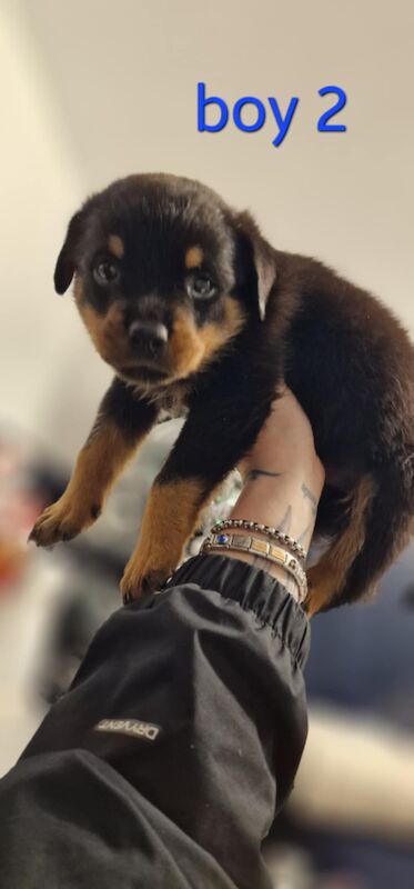 Rottweiler puppies for sale in Wallsend, Tyne and Wear – 9 months old - Image 10 of 15