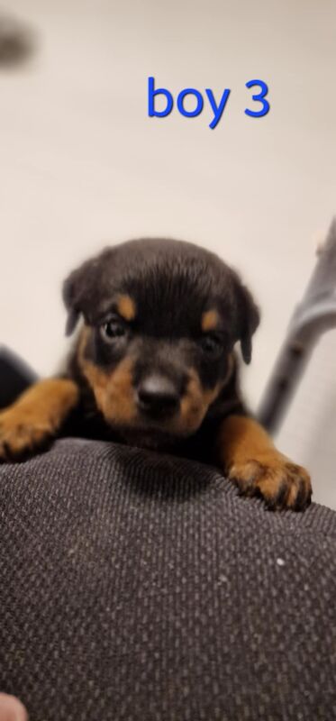 Rottweiler puppies for sale in Wallsend, Tyne and Wear – 9 months old - Image 11 of 15