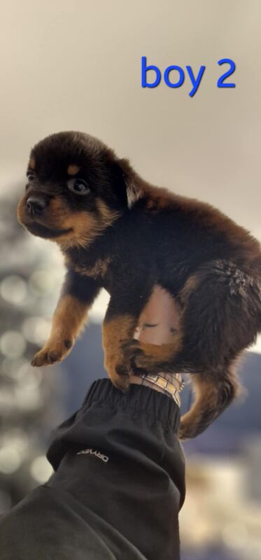 Rottweiler puppies for sale in Wallsend, Tyne and Wear – 9 months old - Image 12 of 15