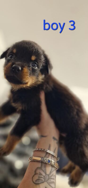 Rottweiler puppies for sale in Wallsend, Tyne and Wear – 9 months old - Image 13 of 15