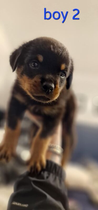 Rottweiler puppies for sale in Wallsend, Tyne and Wear – 9 months old - Image 14 of 15