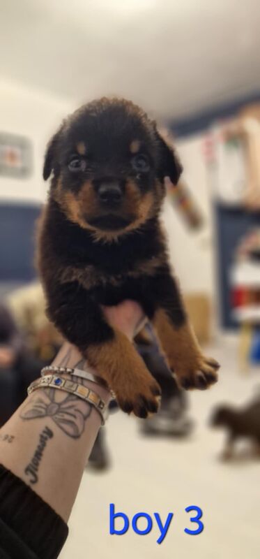 Rottweiler puppies for sale in Wallsend, Tyne and Wear – 9 months old - Image 15 of 15