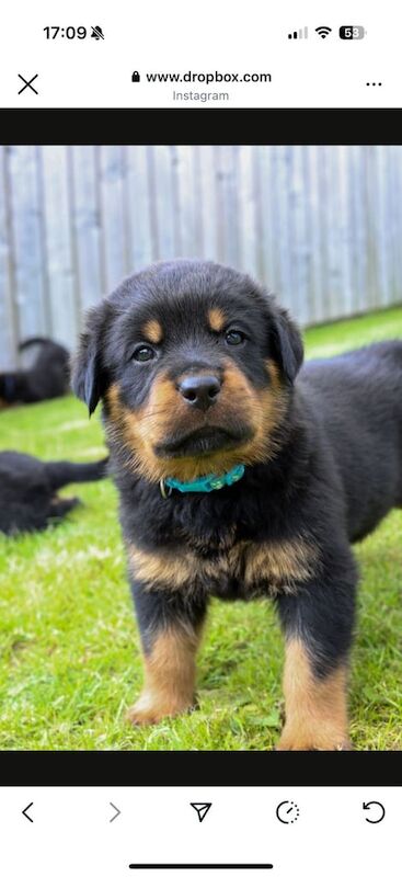 Rottweiler puppies for sale in Newtownards, County Down – 5 weeks old