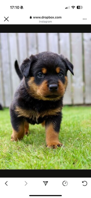 Rottweiler puppies for sale in Newtownards, County Down – 5 weeks old - Image 2 of 3