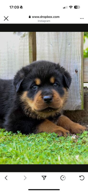 Rottweiler puppies for sale in Newtownards, County Down – 5 weeks old - Image 3 of 3