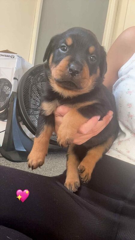 Rottweiler puppies for sale in Gateshead, Tyne and Wear – 8 weeks old