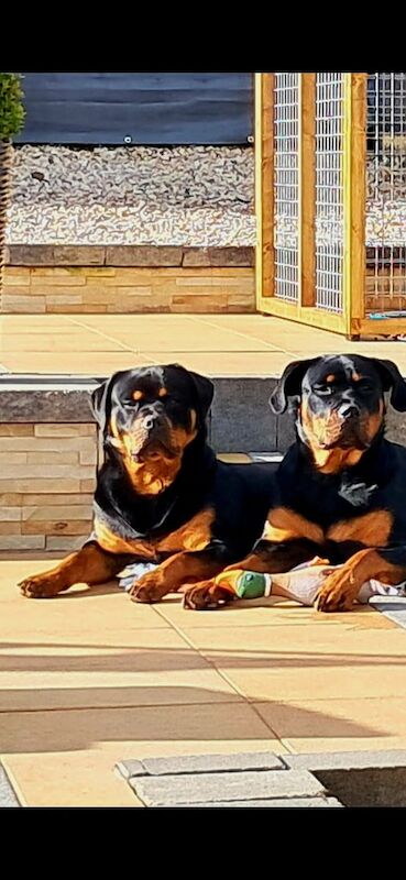 Rottweiler puppies for sale in Newtownabbey, County Antrim – 6 weeks old