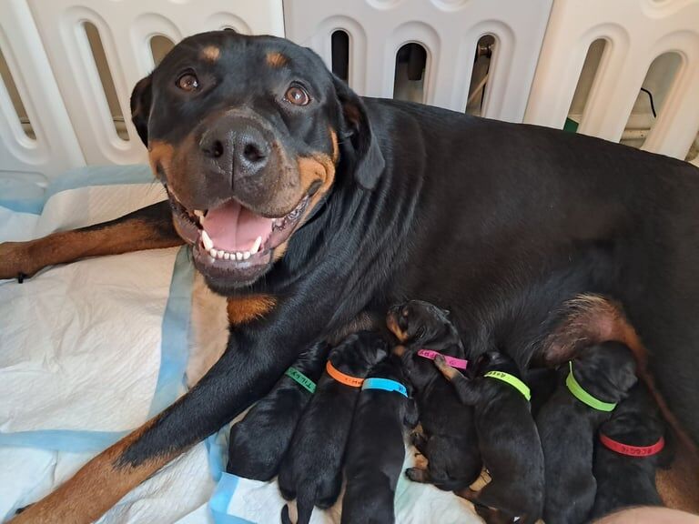 Rottweiler puppies for sale in Newtownabbey, County Antrim – 6 weeks old - Image 2 of 6