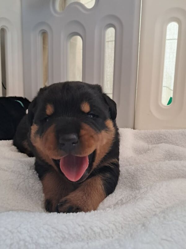 Rottweiler puppies for sale in Newtownabbey, County Antrim – 6 weeks old - Image 3 of 6