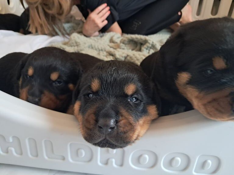 Rottweiler puppies for sale in Newtownabbey, County Antrim – 6 weeks old - Image 4 of 6
