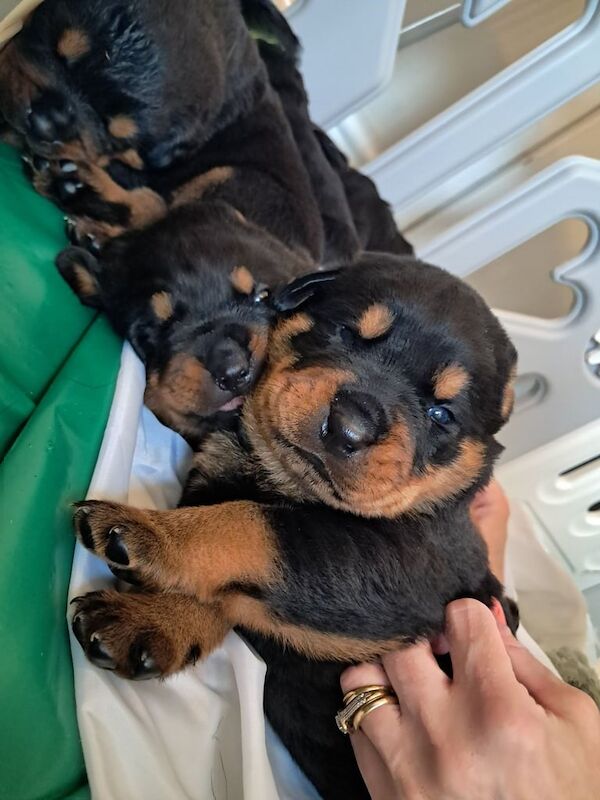 Rottweiler puppies for sale in Newtownabbey, County Antrim – 6 weeks old - Image 5 of 6