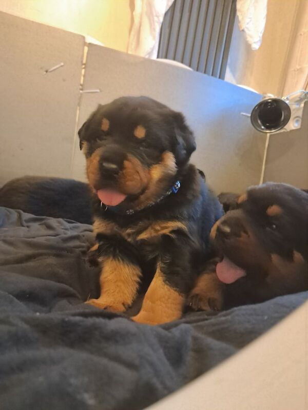 Rottweiler puppies for sale in Newtownabbey, County Antrim – 6 weeks old - Image 6 of 6