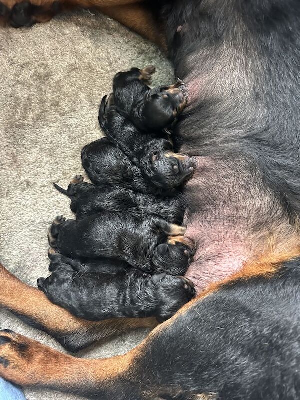 Rottweiler puppies for sale in Londonderry, County Londonderry – 5 weeks old
