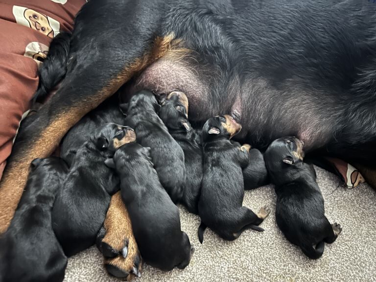 Rottweiler puppies for sale in Londonderry, County Londonderry – 5 weeks old - Image 2 of 4