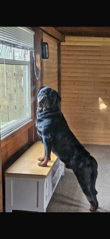 Rottweiler puppies for sale in Londonderry, County Londonderry – 5 weeks old - Image 3 of 4