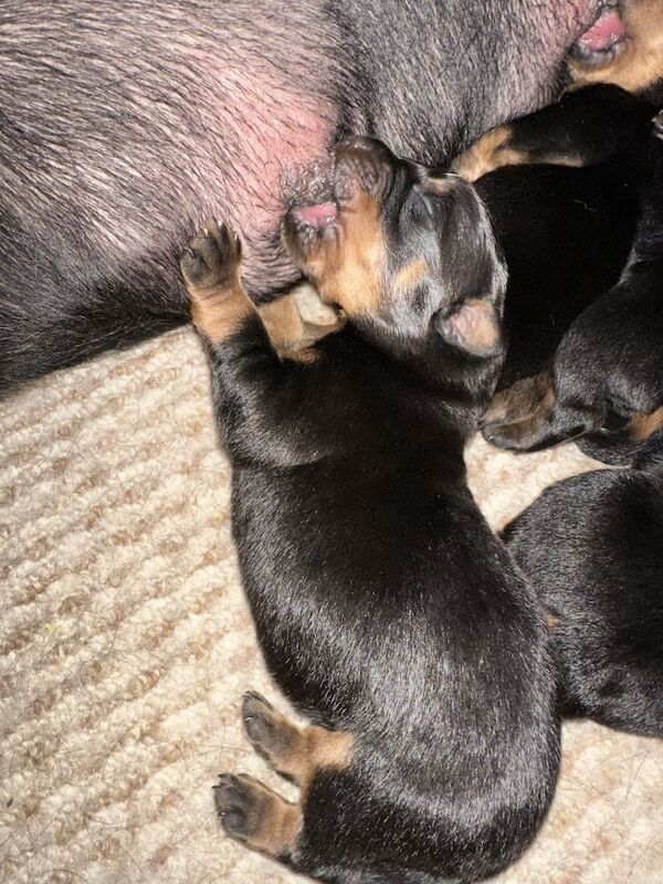 Rottweiler puppies for sale in Londonderry, County Londonderry – 5 weeks old - Image 4 of 4