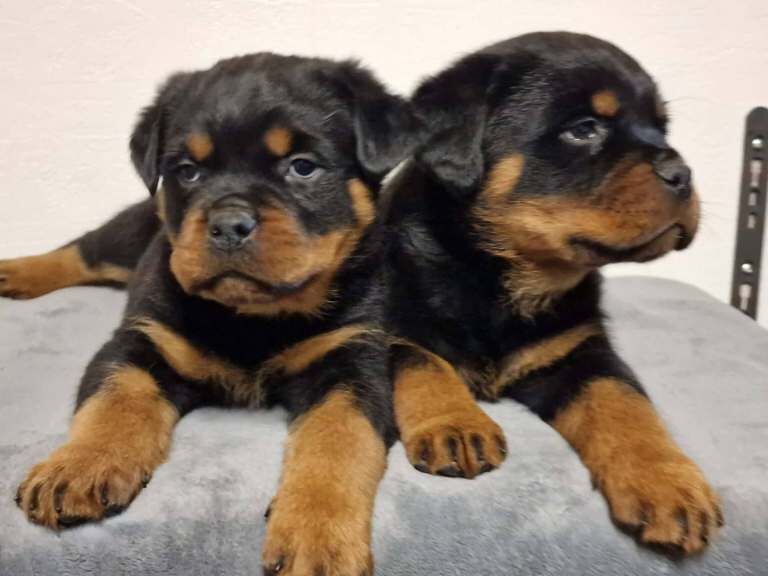 Rottweiler puppies for sale in Keady, County Armagh – KC registered, 3 months old
