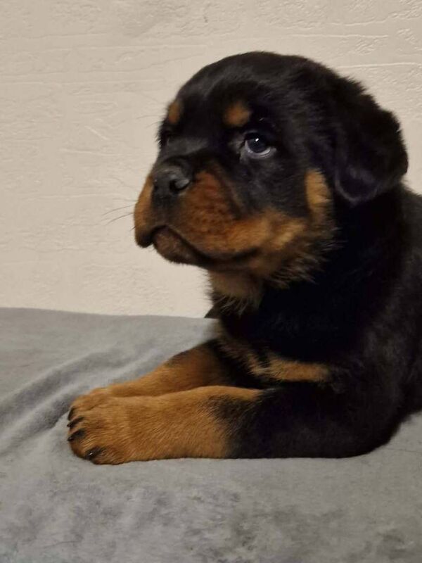 Rottweiler puppies for sale in Keady, County Armagh – KC registered, 8 weeks old - Image 3 of 4