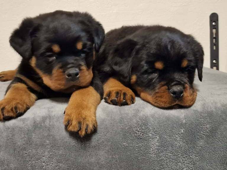 Rottweiler puppies for sale in Keady, County Armagh – KC registered, 8 weeks old - Image 4 of 4
