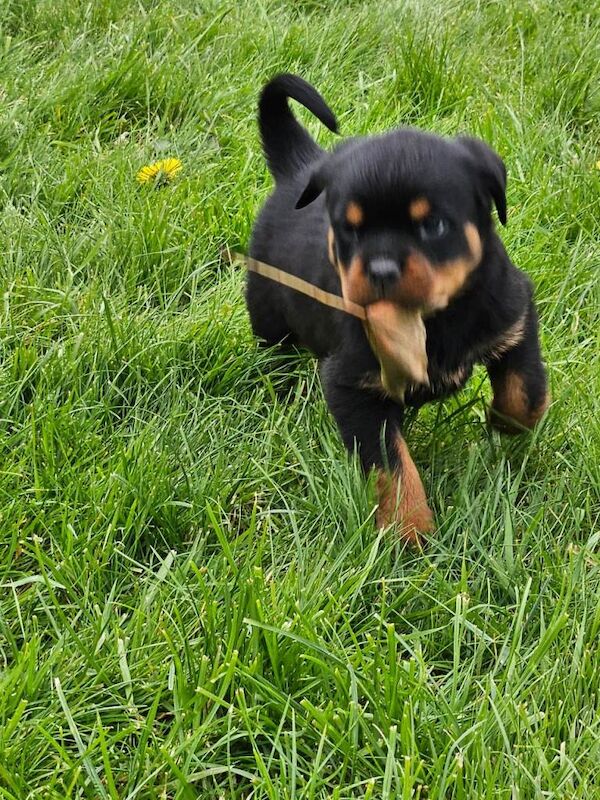 Rottweiler pups