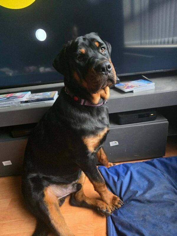 Rottweiler pups - Image 2 of 3