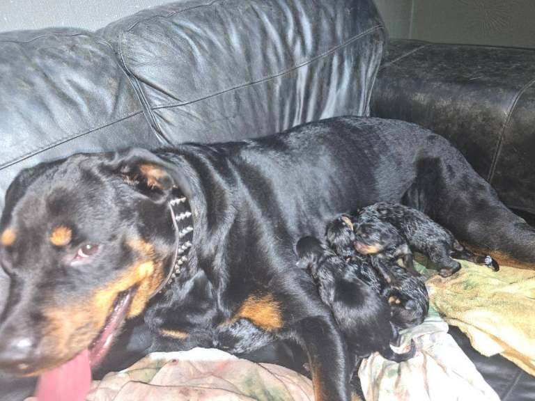 Rottweiler pups - Image 3 of 3
