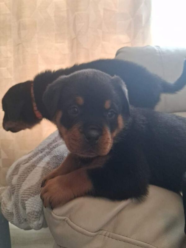 Rottweiler Puppies For Sale