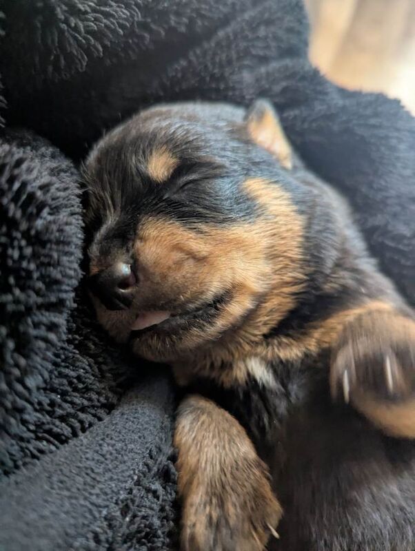 Rottweiler Puppies For Sale