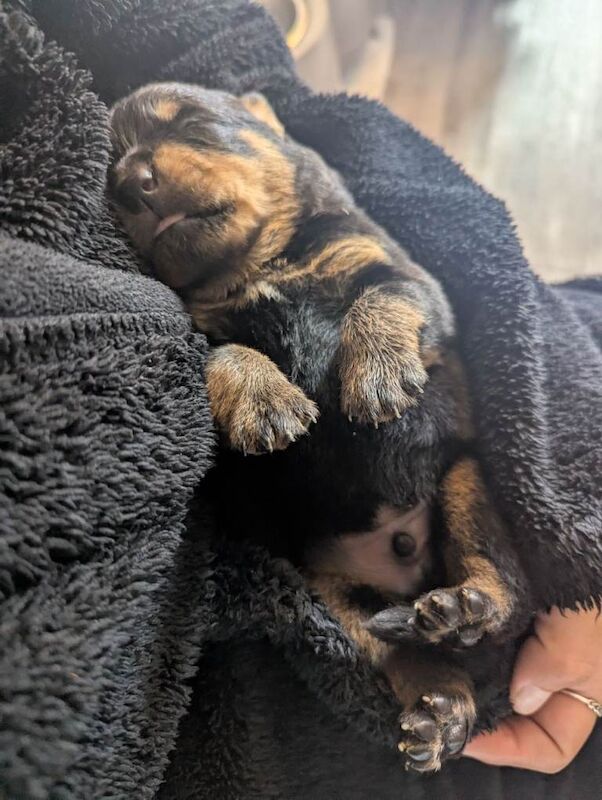 Rottweiler pups - Image 2 of 4