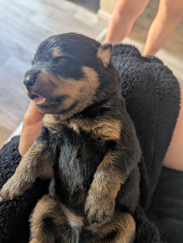 Rottweiler pups - Image 3 of 4