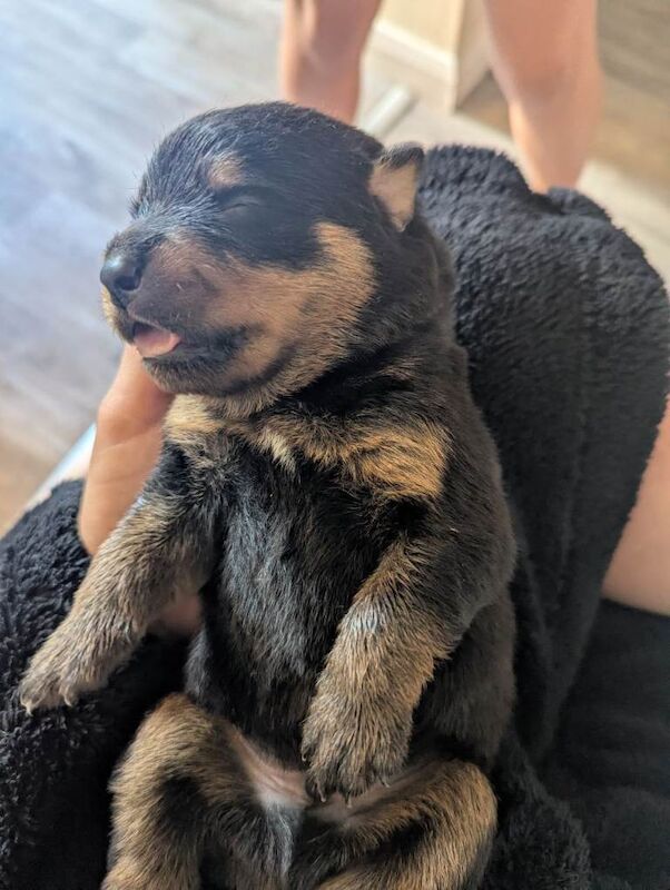 Rottweiler pups - Image 4 of 4