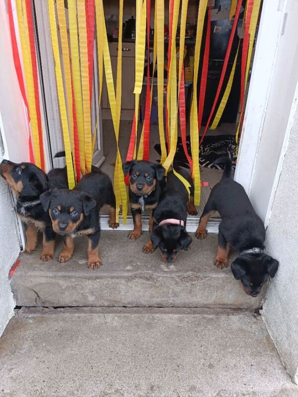 Rottweiler pups