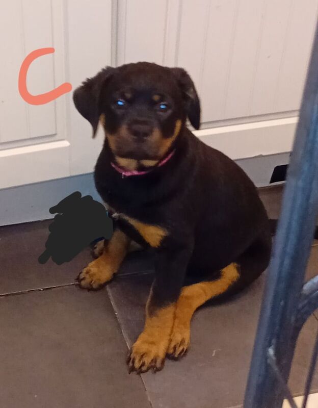Rottweiler puppies for sale in Blackburn, Lancashire – KC registered, 11 weeks old