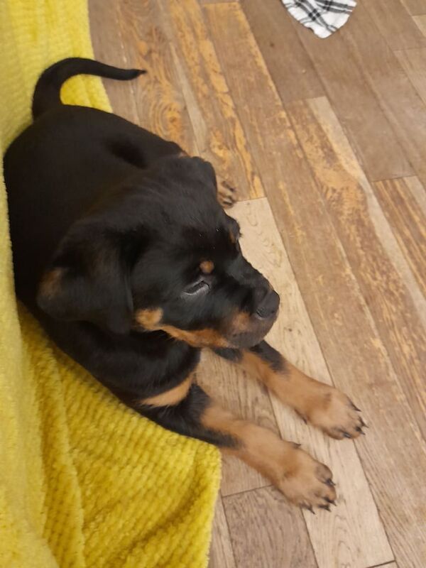 Rottweiler puppies for sale in Blackburn, Lancashire – KC registered, 11 weeks old - Image 2 of 5