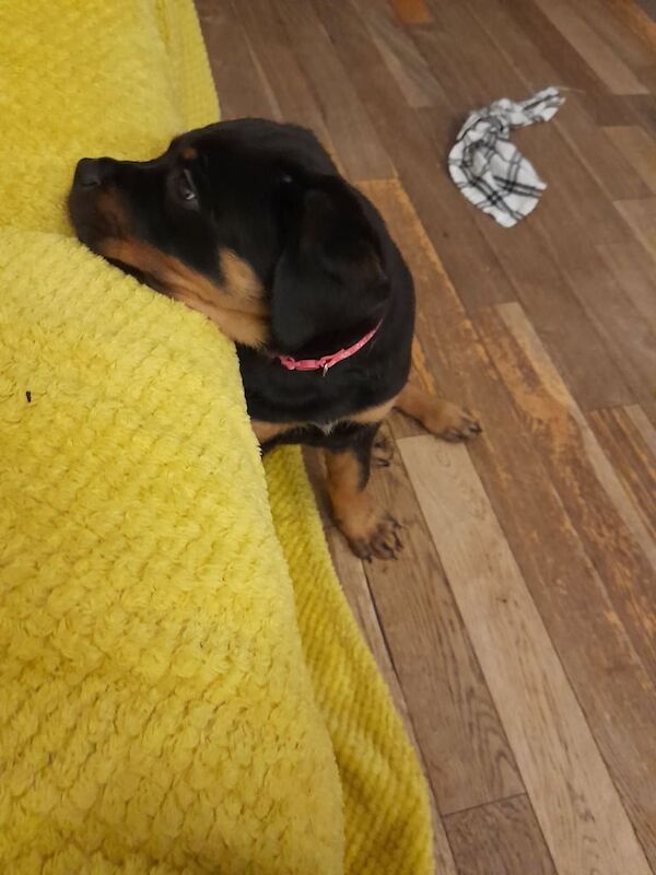 Rottweiler puppies for sale in Blackburn, Lancashire – KC registered, 11 weeks old - Image 3 of 5