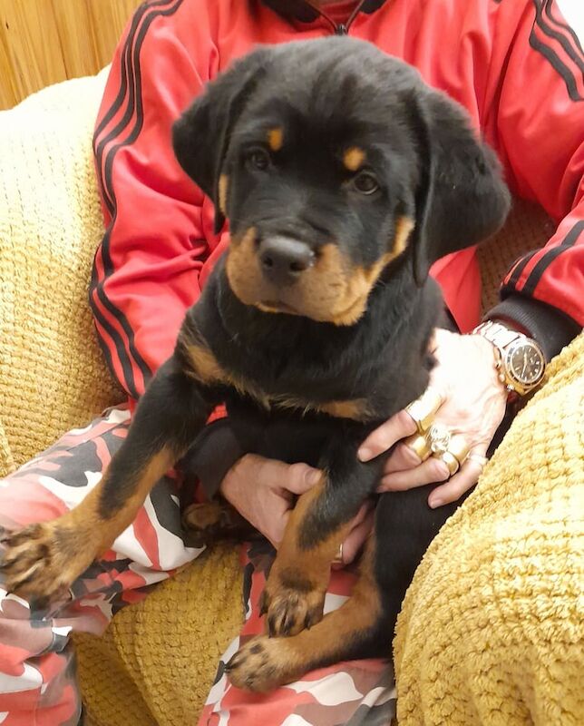 Rottweiler puppies for sale in Blackburn, Lancashire – KC registered, 11 weeks old - Image 4 of 5