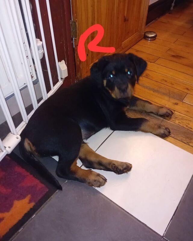 Rottweiler puppies for sale in Blackburn, Lancashire – KC registered, 11 weeks old - Image 5 of 5