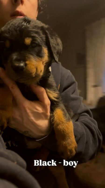 Rottweiler Puppies For Sale