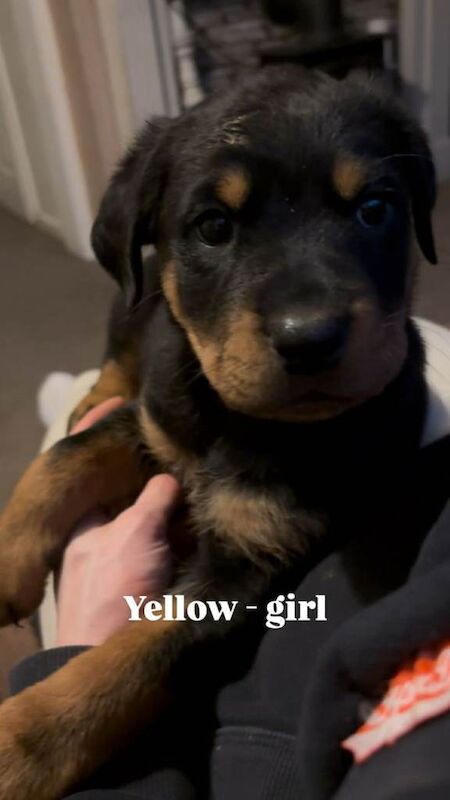 Rottweiler puppies for sale in Houghton-le-Spring, Tyne And Wear – 8 weeks old - Image 2 of 3