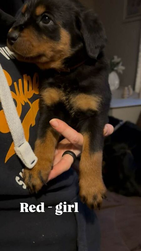 Rottweiler puppies for sale in Houghton-le-Spring, Tyne And Wear – 8 weeks old - Image 3 of 3