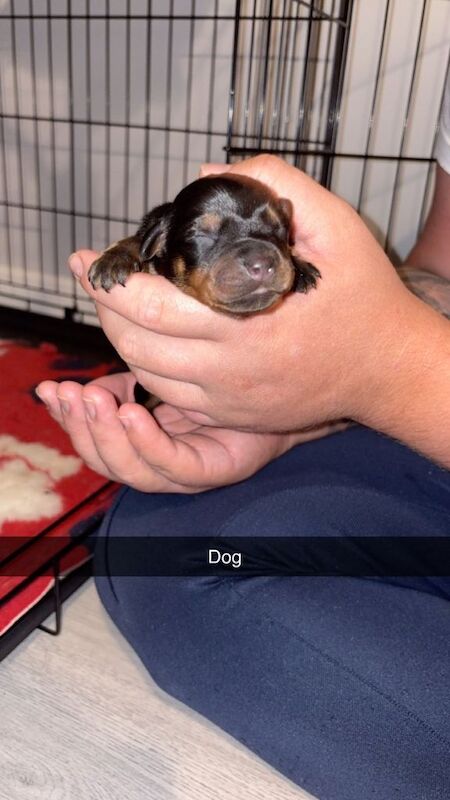 Rottweiler Puppies For Sale