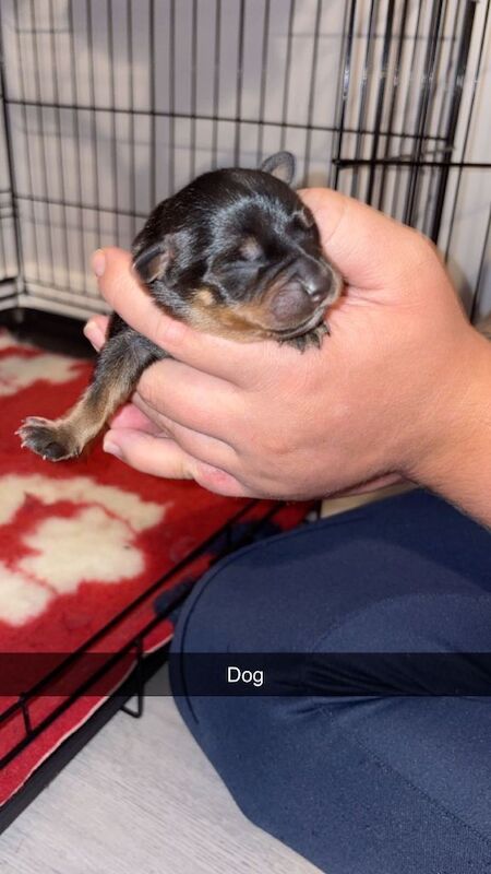 Rottweiler pups for sale - Image 2 of 6