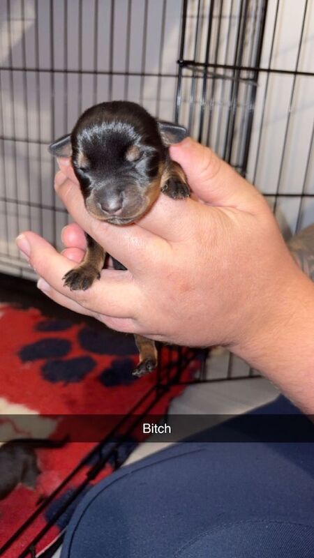 Rottweiler pups for sale - Image 3 of 6