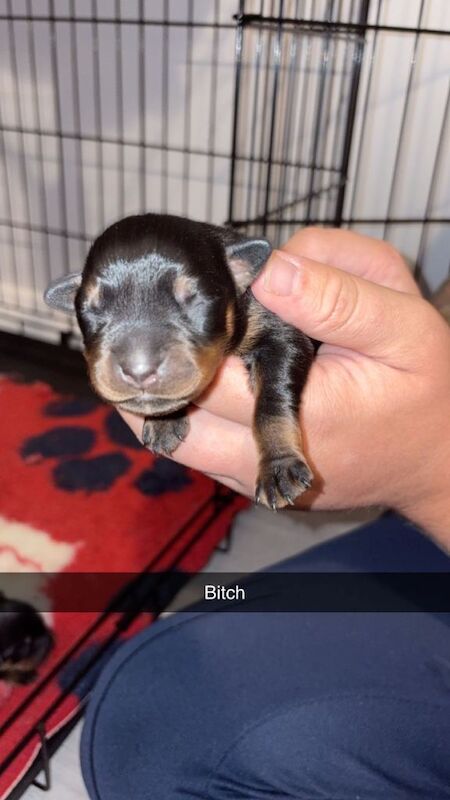 Rottweiler pups for sale - Image 5 of 6