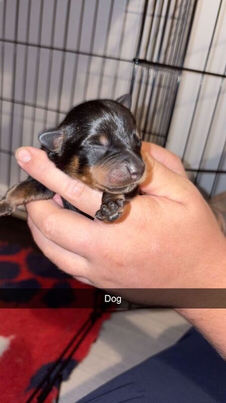 Rottweiler pups for sale - Image 6 of 6