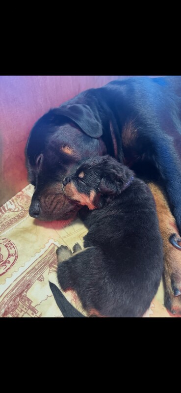 Rottweiler Puppies For Sale