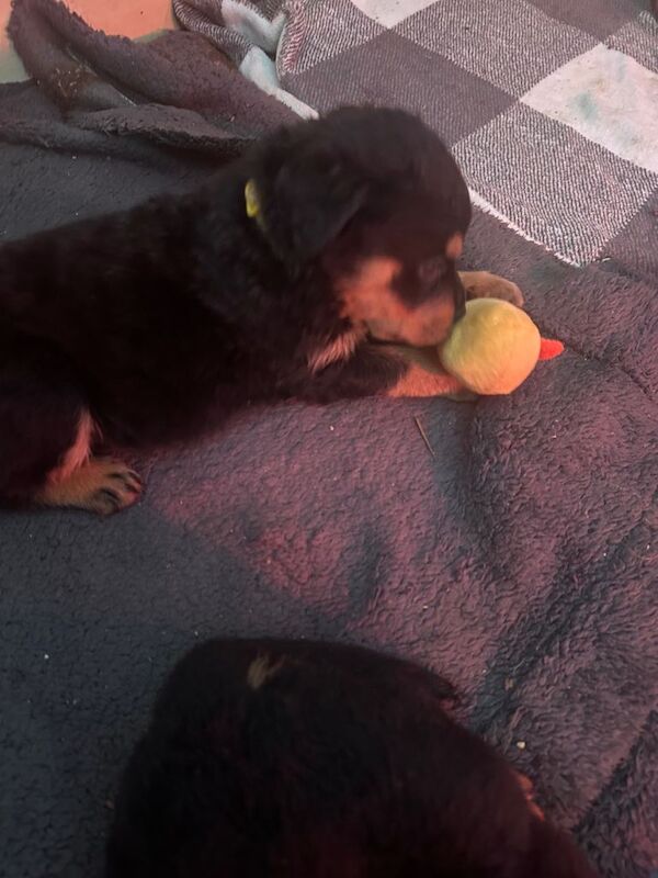 Rottweiler pups for sale east belfast - Image 2 of 3