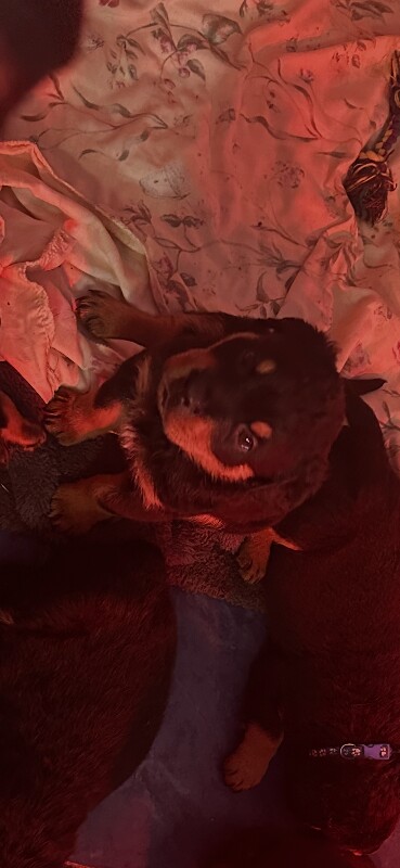 Rottweiler pups for sale east belfast - Image 3 of 3